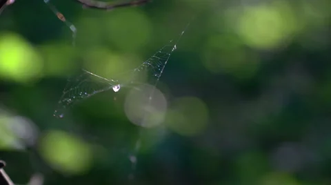 Small spider's net shaking in the wind Stock Footage 64475213