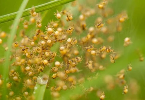 Small spiders Stock Photos