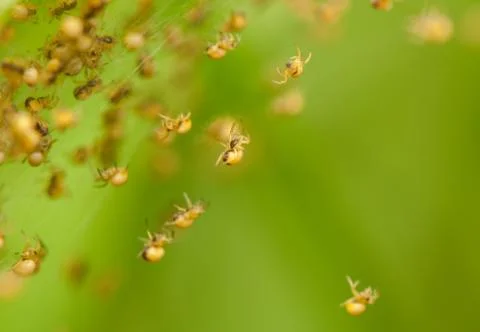 Small spiders Stock Photos