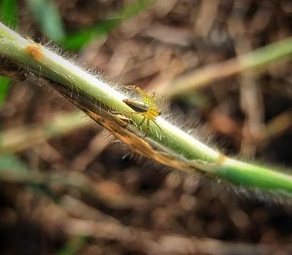 Small spiders Stock Photos