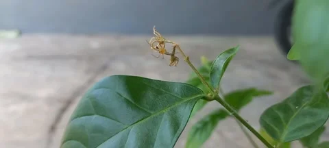 Small spiders on the shoots of a plant Stock Footage 292586415