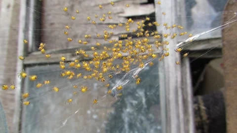 Small spiders on the web are yellow up close Stock Footage 241943458