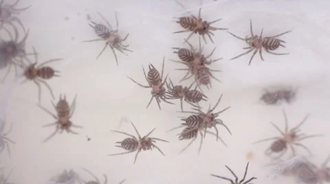 Small spidet Stock Footage 38391358