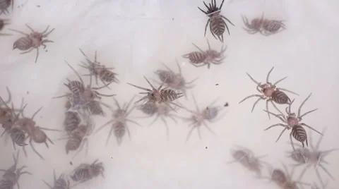 Small spidet Stock Footage 38392001