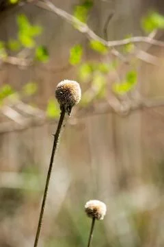 Small spike weed Stock Photos