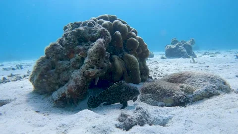Small spiked grouper using the coral reef as protection at Koh Phi Phi Stock Footage 307890668