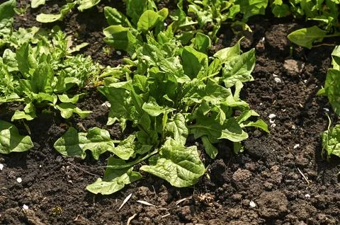 Small spinach plant develops on brown earth. Stock-Fotos
