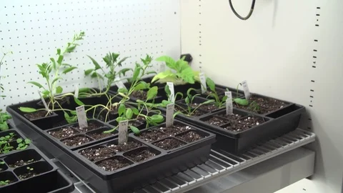 Small spinach plants at greenhouse Stock Footage 93528440