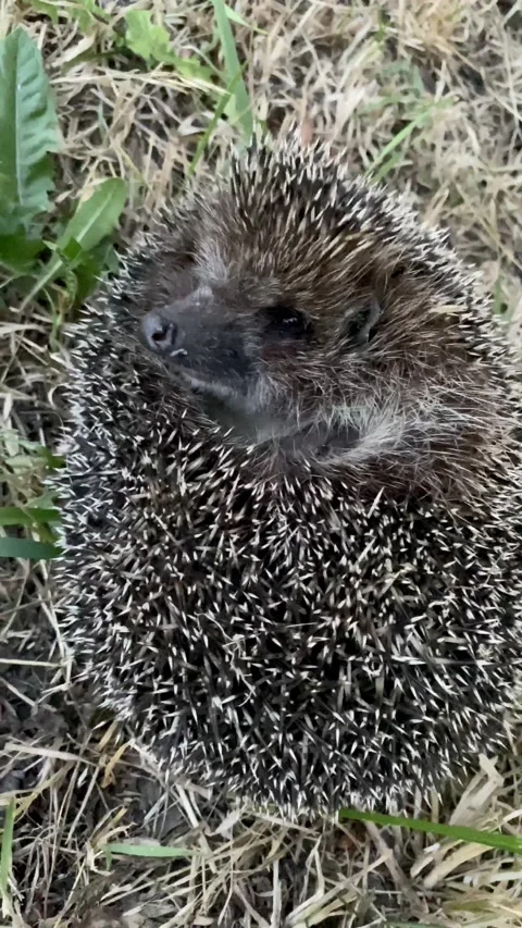 Small spiny black and gray hedgehog in the garden. Stock Footage 141594766