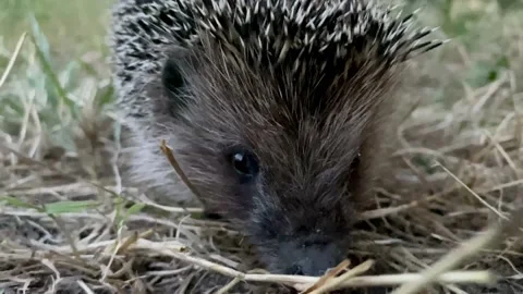 Small spiny black and gray hedgehog in the garden. Stock Footage 141594791