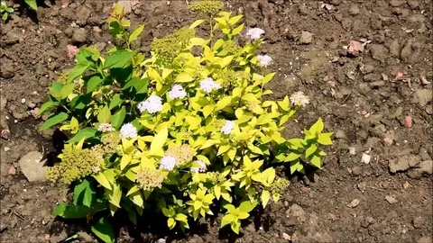 A small spiraea bush Stock Footage 77861790