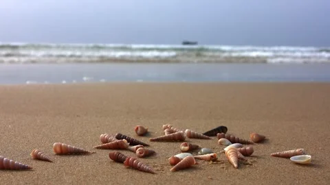 Small spiral seashells resting on wet sand at the shoreline Stock Footage 347057740