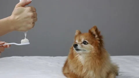 Small spitz is ready for the procedure of brushing his teeth Stock Footage 211720814