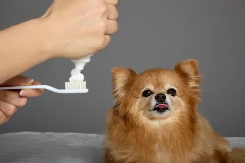 Small spitz is ready for the procedure of brushing his teeth Stock Photos