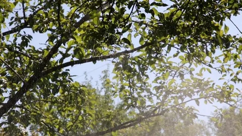 Small splash on background tree branches Vídeo Stock 70511521