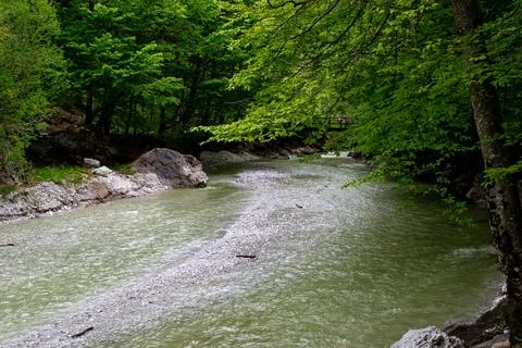 A small spontaneous river after the spring melting of snow in a mountain fore Stock Photos