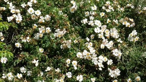 Small spontaneous white spring roses Stock Footage 154556590