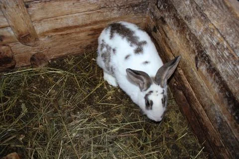 Small spotted and nice rabbit in the zoo Stock Photos