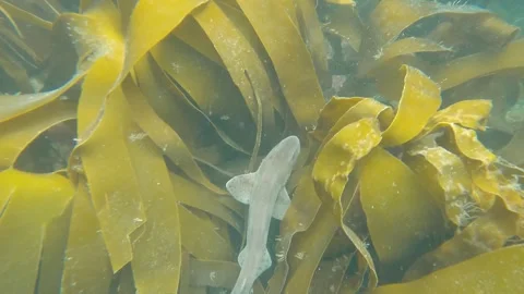 Small Spotted Catshark Stock Footage 263053975