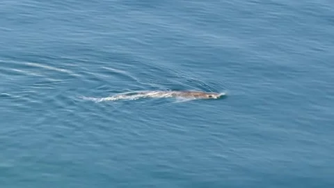 Small-spotted catshark swimming on ocean surface in daylight Stock Footage 151661832