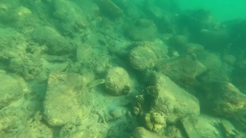 Small spotted fish swims on the seabed in search of food. Stock Footage 243280194
