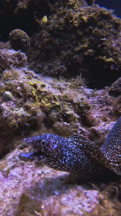 Small spotted moray eel checking out the camera Stock Footage 234245234