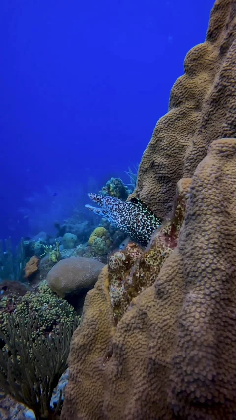 Small  spotted moray eel Stock Footage 230531075