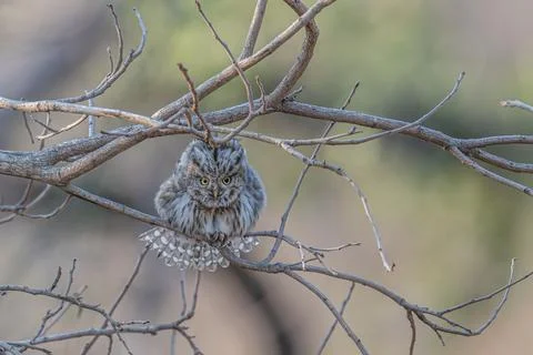 Small spotted owlet with feathers fluffed peering out from between dead bra.. Stock Photos