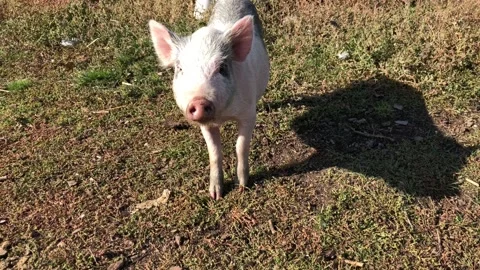 A small spotted pig walks around the farm in sunny weather. Stock-Footage 139320280