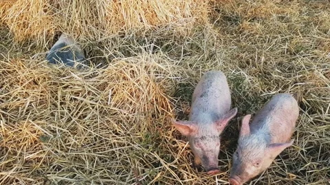 Small spotted piglets are rummaging in a haystack in search of food. Video stock 222992112