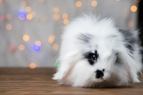 Small spotted rabbit. Stock Photos