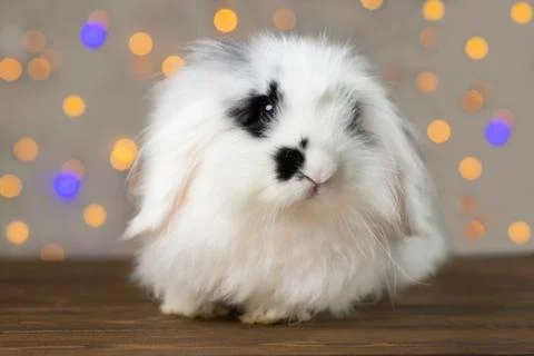 Small spotted rabbit. Stock Photos