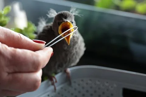 Small, sprawled blackbird chick sitting in captivity Stock Photos