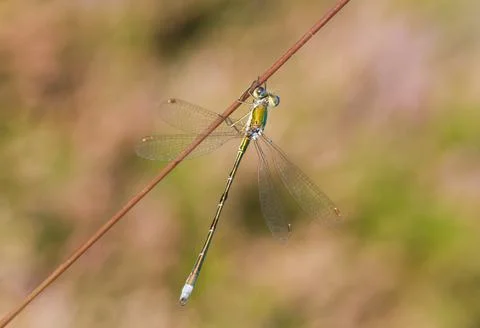 Small spreadwing on a blade of grass Foto stock