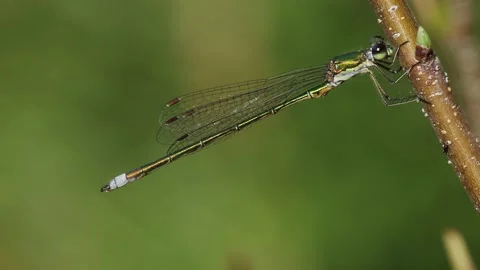 Small Spreadwing - Lestes virens 2 Stock Footage 225473986