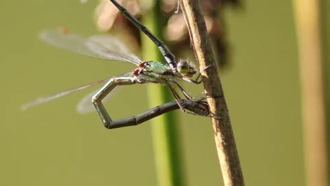 Small Spreadwing - Lestes virens 4 Stock Footage 225475276