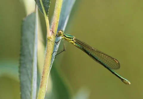 Small Spreadwing - Lestes virens Foto stock
