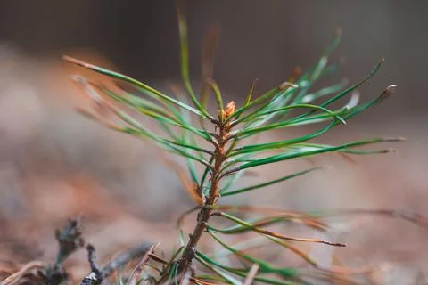 A small sprig of pine Stock Photos
