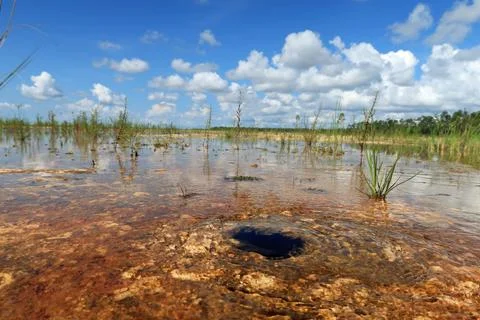 Small spring bringing water to surface in Everglades National Park, Florida. Fotos de archivo