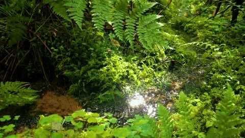 Small spring brook streaming through herb-rich terrain Stock Footage 156995308