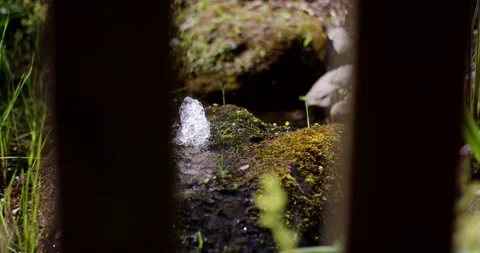 Small spring bubbling over a moss covered stone in a garden seen through the Vídeo Stock 339912116
