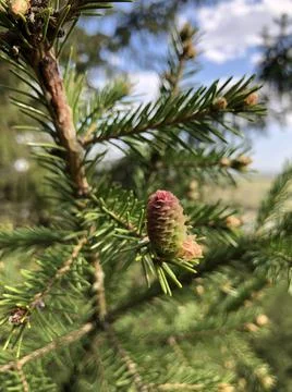 Small spring cone Stock Photos