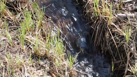 A small spring creek Video stock 76464608