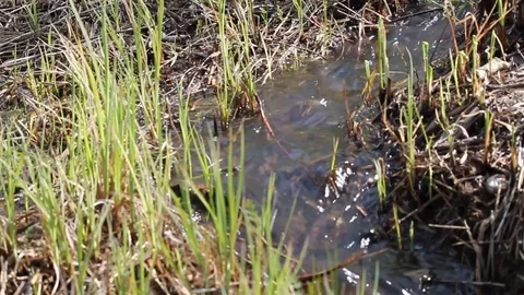 A small spring creek Video stock 76464613