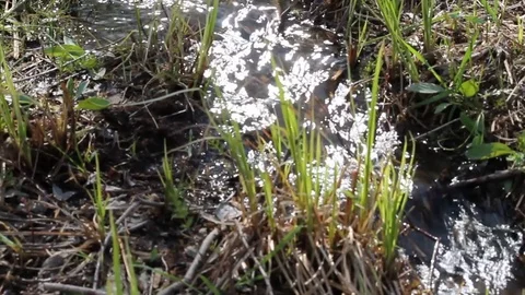 A small spring creek Video stock 76464625