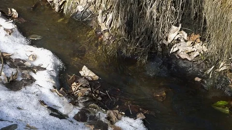 Small spring creek in the park Stock Footage