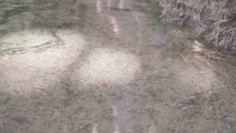 Small spring creek water flowing in tropical rain forest with fish in water. Vídeos de archivo 100015208