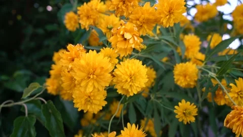 Small spring field yellow flowers close-up as a natural background. Stock Footage 146501680