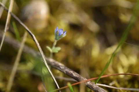 Small spring first flower in the grass. Wild flowers outdoor in nature Fotos Stock