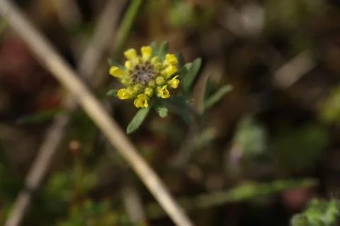 Small spring first flower in the grass. Wild flowers outdoor in nature Stock Photos